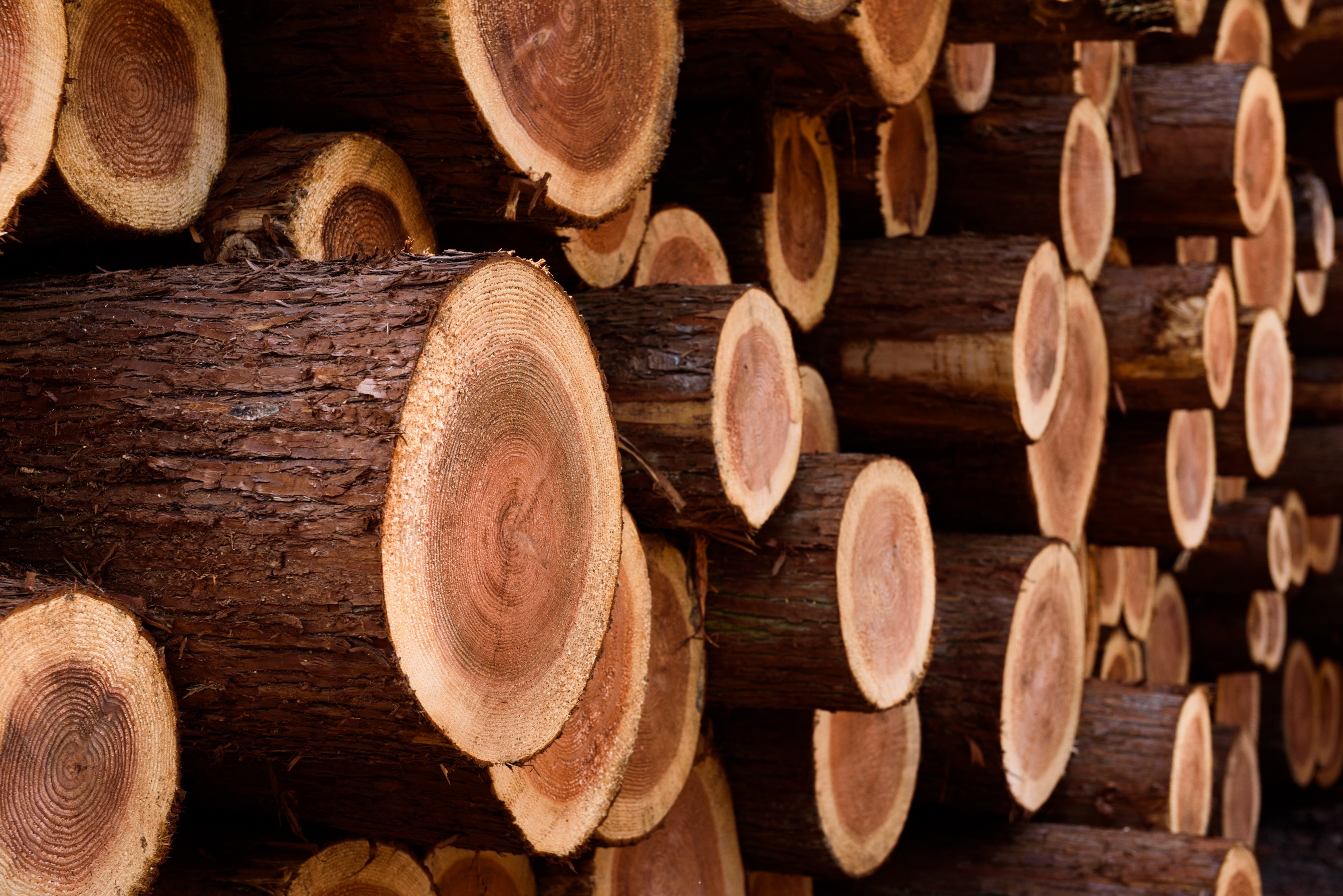 Navigating Timber Taxation