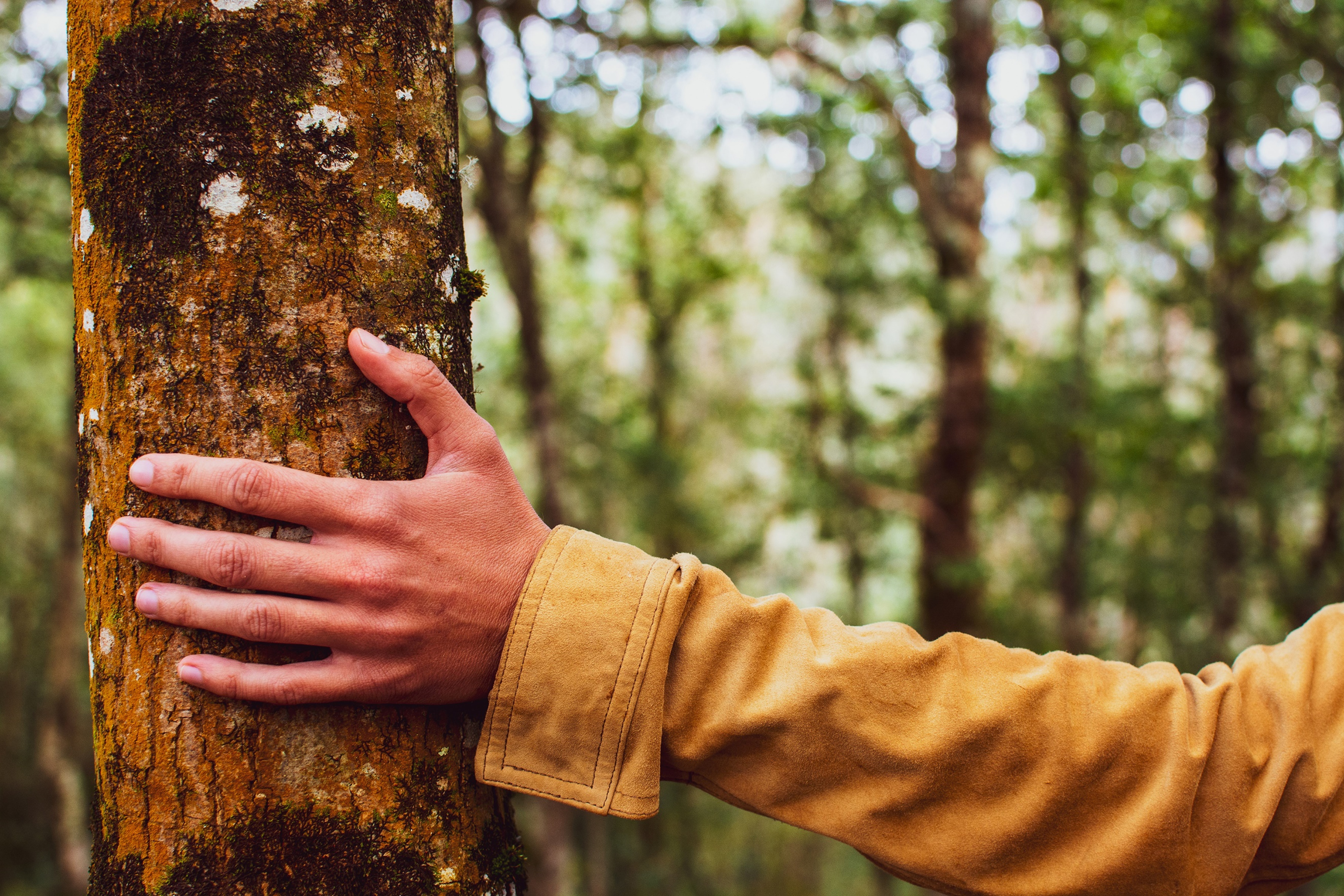 Understanding Timber Growth and Basis for U.S. Income Tax Purposes